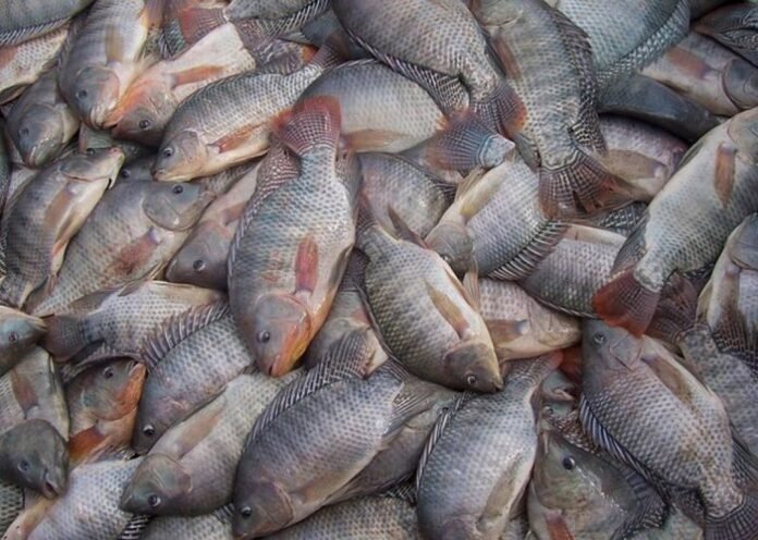 Ações sistemáticas asseguram qualidade do pescado do DF –